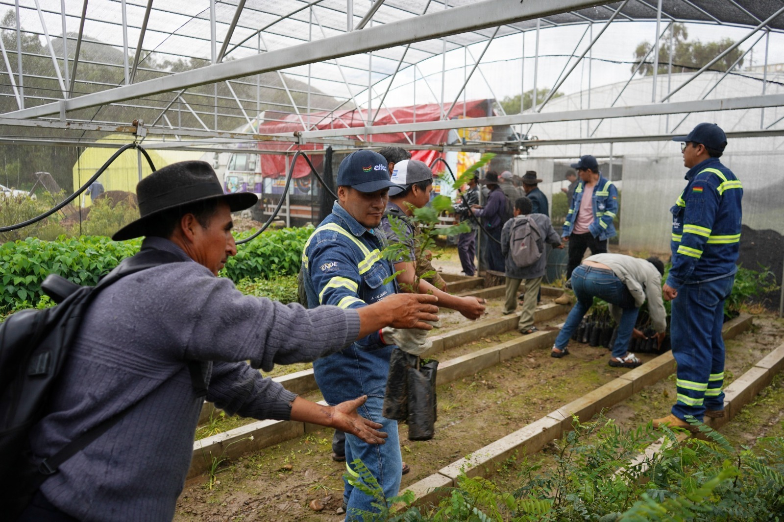 Impulsan la reforestación en zonas de electrificación rural